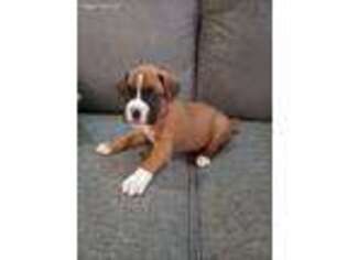 Boxer Puppy for sale in Columbus, OH, USA