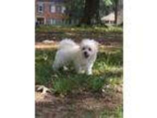 Maltese Puppy for sale in Memphis, TN, USA