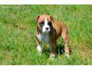 Boxer Puppy for sale in Auburn, PA, USA