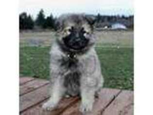 German Shepherd Dog Puppy for sale in Olympia, WA, USA