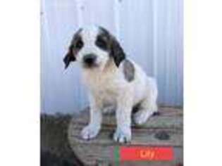 Anatolian Shepherd Puppy for sale in Yoder, CO, USA