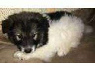 Native American Indian Dog Puppy for sale in Summerville, PA, USA