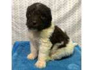 Newfoundland Puppy for sale in Ligonier, IN, USA