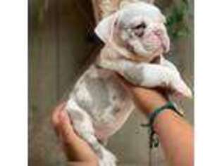 Bulldog Puppy for sale in Turlock, CA, USA