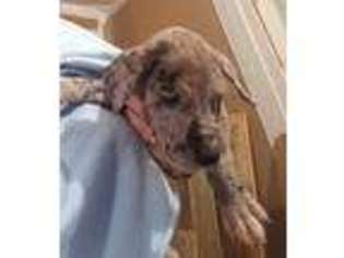 Great Dane Puppy for sale in Middletown, OH, USA