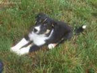 Border Collie Puppy for sale in Lake Stevens, WA, USA