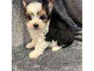 Yorkshire Terrier Puppy for sale in Donalds, SC, USA