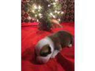 Pembroke Welsh Corgi Puppy for sale in Blanco, TX, USA