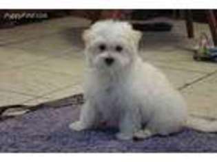 Maltese Puppy for sale in Union Bridge, MD, USA