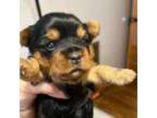 Yorkshire Terrier Puppy for sale in Greeneville, TN, USA