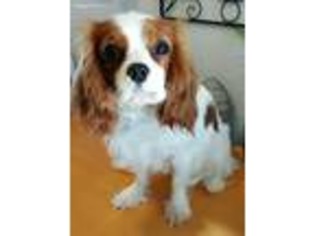 Cavalier King Charles Spaniel Puppy for sale in Nampa, ID, USA