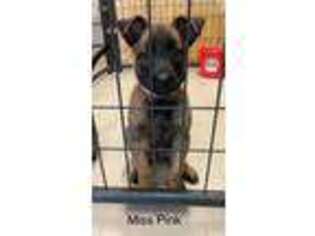 Belgian Malinois Puppy for sale in Labadie, MO, USA