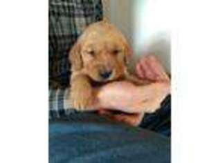 Golden Retriever Puppy for sale in Leicester, VT, USA