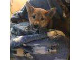 Shiba Inu Puppy for sale in Friendsville, TN, USA