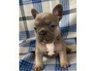 French Bulldog Puppy for sale in Lawrenceville, GA, USA