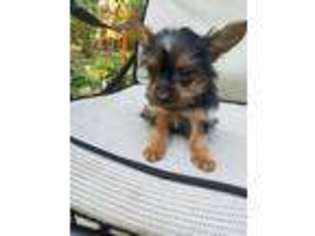 Shorkie Tzu Puppy for sale in Rhinelander, WI, USA