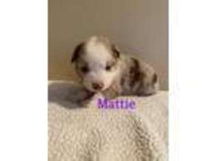 Miniature Australian Shepherd Puppy for sale in Huntsville, TX, USA