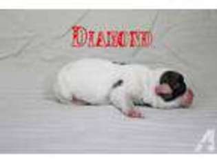 American Bulldog Puppy for sale in DELTONA, FL, USA