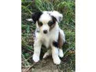 Miniature Australian Shepherd Puppy for sale in Billings, MT, USA