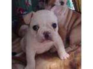 French Bulldog Puppy for sale in Pineville, LA, USA