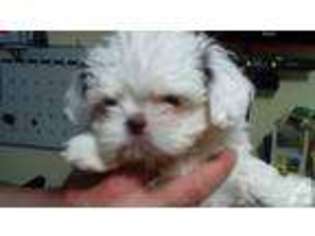 Shorkie Tzu Puppy for sale in MARION, CT, USA