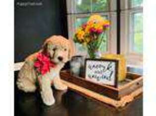 Goldendoodle Puppy for sale in Front Royal, VA, USA