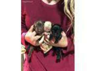 Labrador Retriever Puppy for sale in Comer, GA, USA