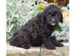 Cock-A-Poo Puppy for sale in Allenwood, PA, USA