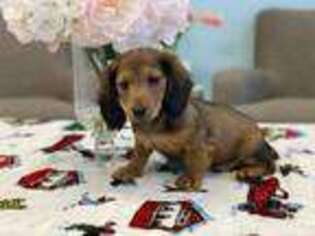 Dachshund Puppy for sale in Lawrenceville, GA, USA