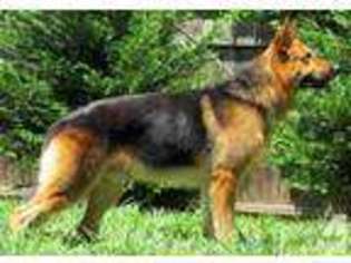 German Shepherd Dog Puppy for sale in BLUE RIDGE, GA, USA