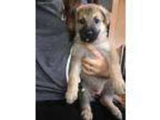 German Shepherd Dog Puppy for sale in Pawtucket, RI, USA