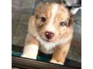 Miniature Australian Shepherd Puppy for sale in Raymore, MO, USA
