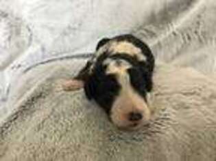 Mutt Puppy for sale in Calmar, IA, USA