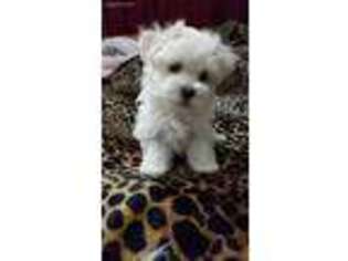 Maltese Puppy for sale in Derby, CT, USA
