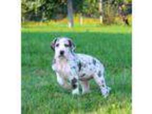Great Dane Puppy for sale in Hayesville, OH, USA