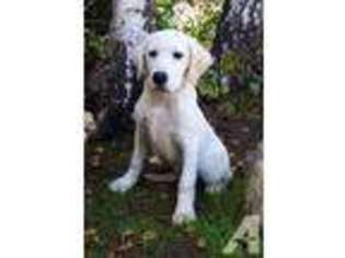 Labrador Retriever Puppy for sale in SIMI VALLEY, CA, USA
