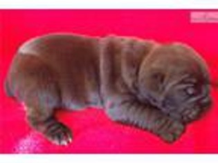 Olde English Bulldogge Puppy for sale in Knoxville, TN, USA