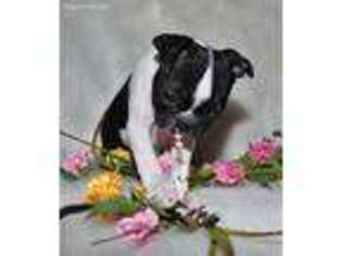 Boston Terrier Puppy for sale in Memphis, MO, USA