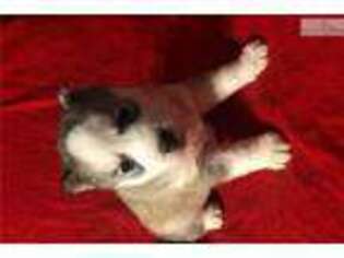 Siberian Husky Puppy for sale in Fayetteville, NC, USA