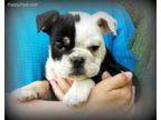 Bulldog Puppy for sale in Honey Grove, PA, USA