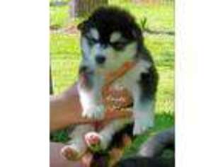 Alaskan Malamute Puppy for sale in Lincolnton, NC, USA