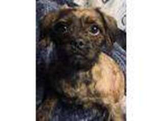 Pug Puppy for sale in Zumbro Falls, MN, USA