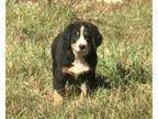 Bernese Mountain Dog Puppy for sale in Atlanta, GA, USA