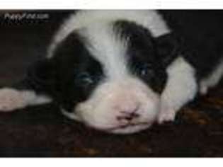Border Collie Puppy for sale in Bonham, TX, USA