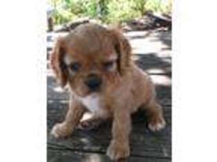 Cavalier King Charles Spaniel Puppy for sale in Noble, OK, USA