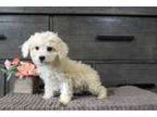 Cavapoo Puppy for sale in Concord, NC, USA