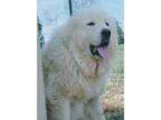Great Pyrenees Puppy for sale in Foley, MO, USA