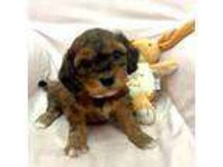 Bichon Frise Puppy for sale in Helena, AL, USA