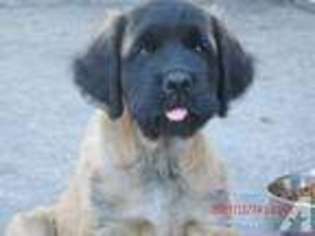 Mastiff Puppy for sale in POLK CITY, FL, USA