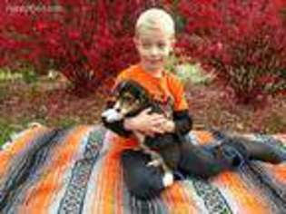Pembroke Welsh Corgi Puppy for sale in Carbondale, IL, USA